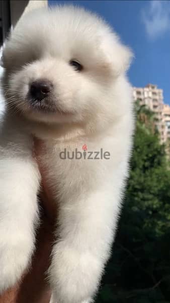 samoyed سامويد 3