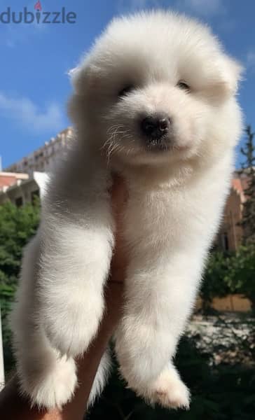 samoyed سامويد 4