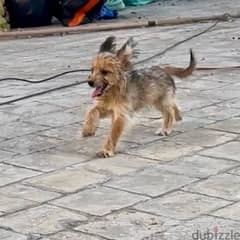 Yorkie Puppy