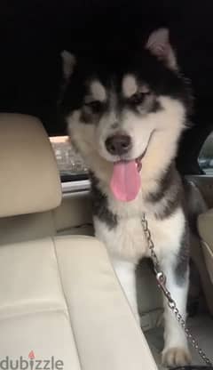 husky pure 8 months