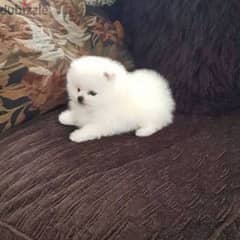 Yeacup Pomeranian peige color تيكب بومرينيان 0