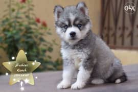 Long haired cheap husky puppy