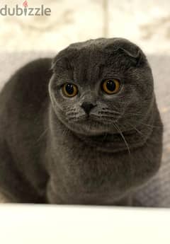 Scottish fold kittens 55 days سكوتش فولد