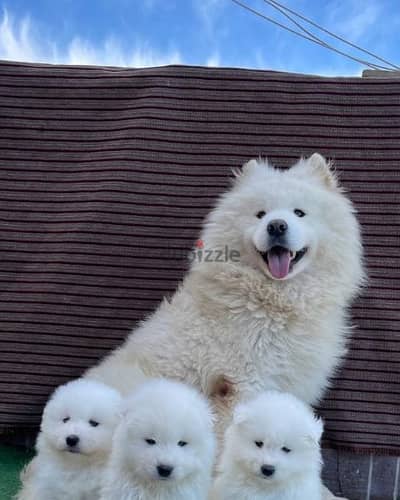 سامويد samoyed puppies pure