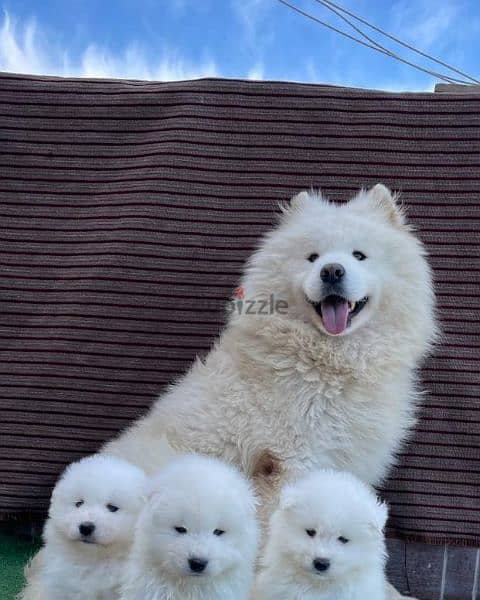 سامويد samoyed puppies pure 0