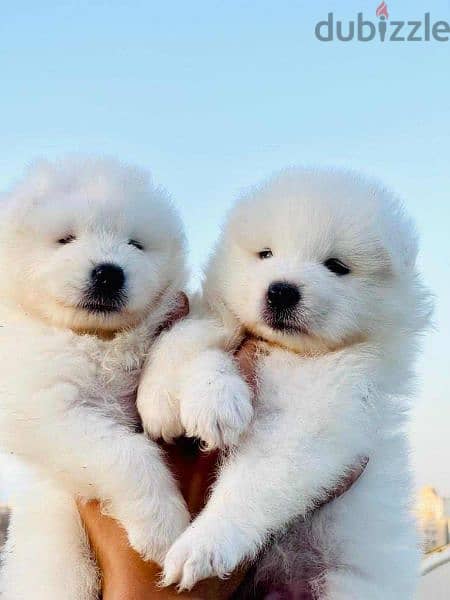 سامويد samoyed puppies pure 1