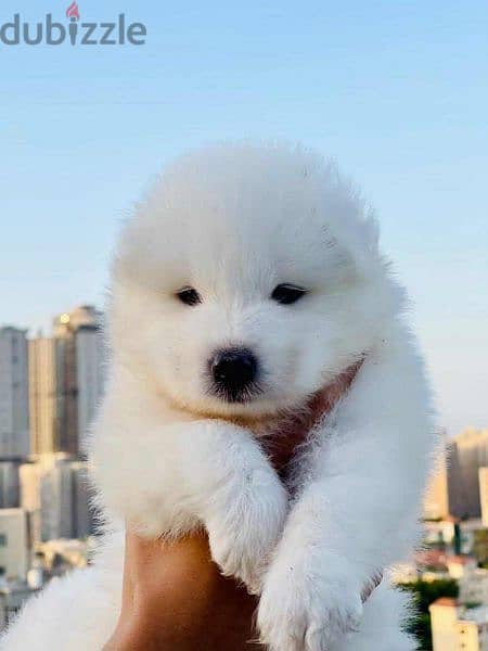 سامويد samoyed puppies pure 2