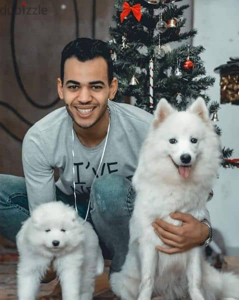 سامويد samoyed puppies pure 3