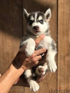 husky puppy هاسكي جراوي جراء