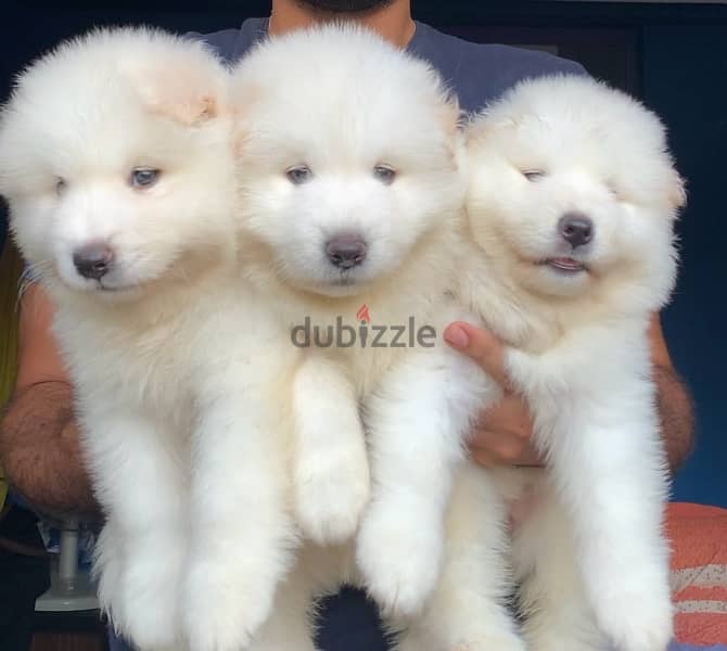 samoyed سامويد 1