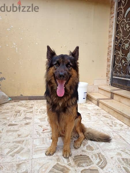 German shepherd male 1