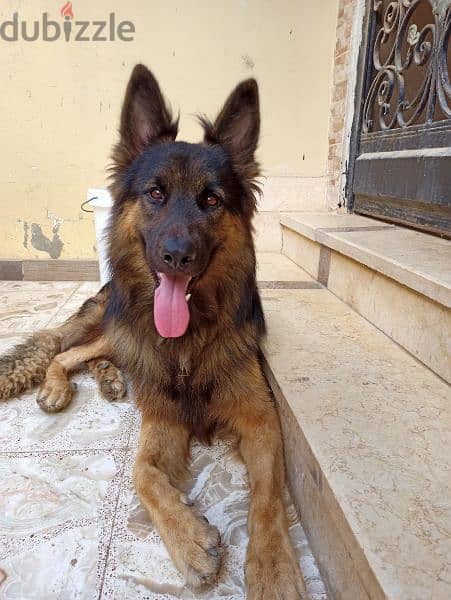 German shepherd male 2