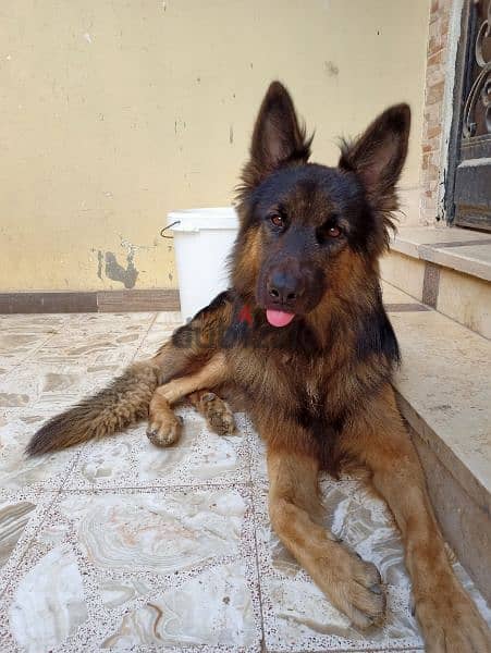 German shepherd male 4