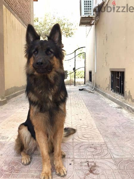 German shepherd male 5