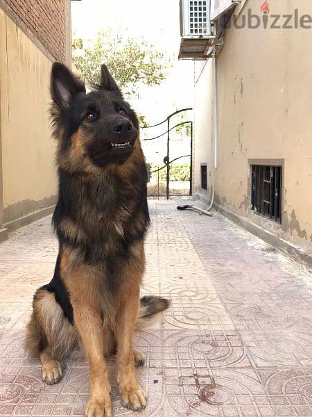 German shepherd male 6