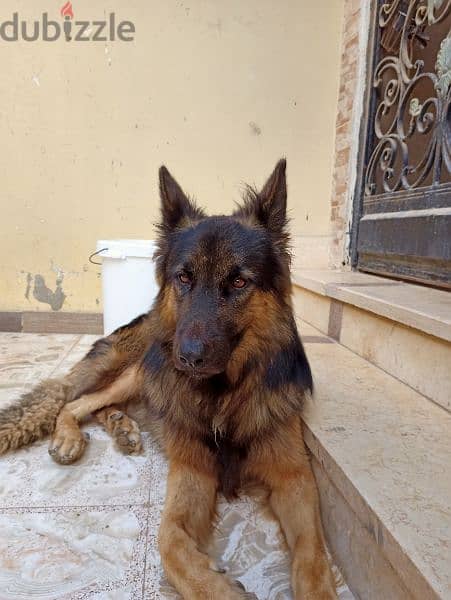 German shepherd male 7