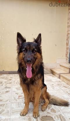 German shepherd male