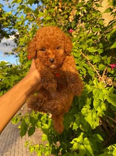 puppy toy poodle 45 days