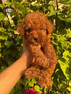 toy poodle