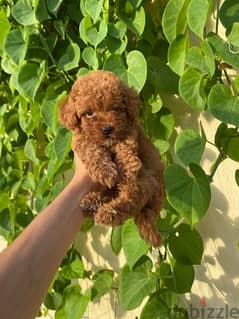 poodle_toy_poodle