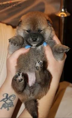 Shiba Inu babies boys from Russia 0