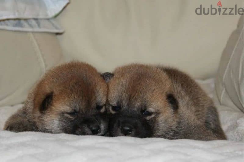 Shiba Inu babies boys from Russia 2