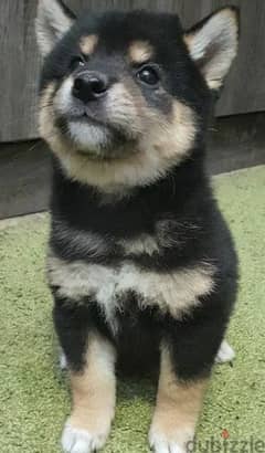 Shiba