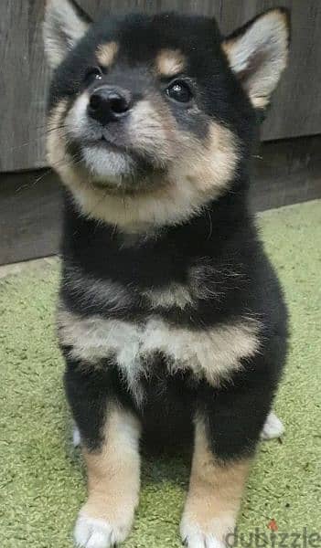 Shiba Inu Boy black & tan from Russia