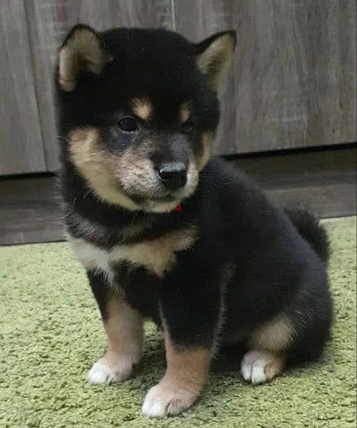 Shiba Inu Boy black & tan from Russia 1