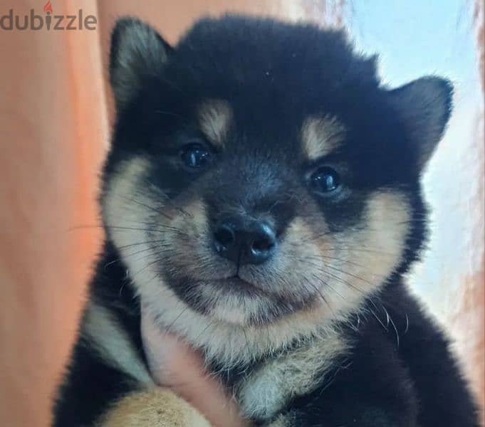 Shiba Inu Boy black & tan from Russia 2