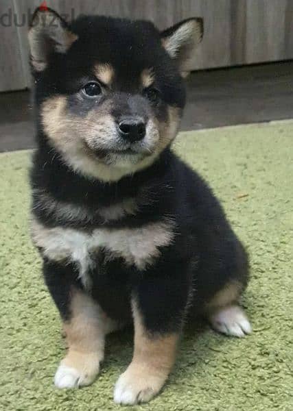 Shiba Inu Boy black & tan from Russia 3