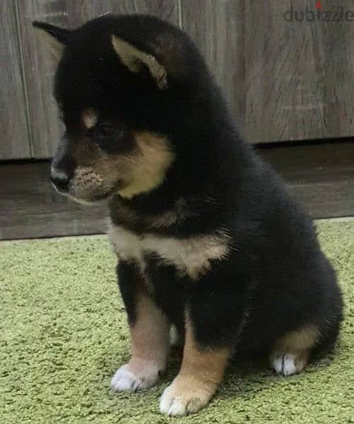 Shiba Inu Boy black & tan from Russia 4