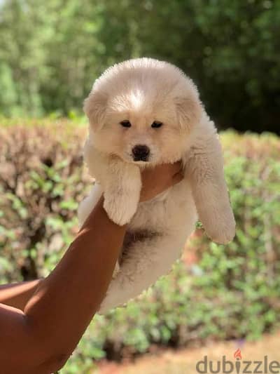 Male japanese akita puppy 45 days