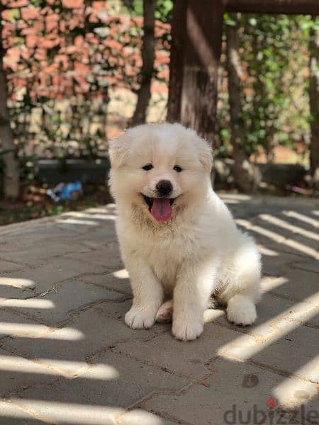 Male japanese akita puppy 45 days 1