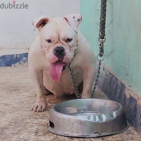 نتايه بولي مستوي قوي American bully 0