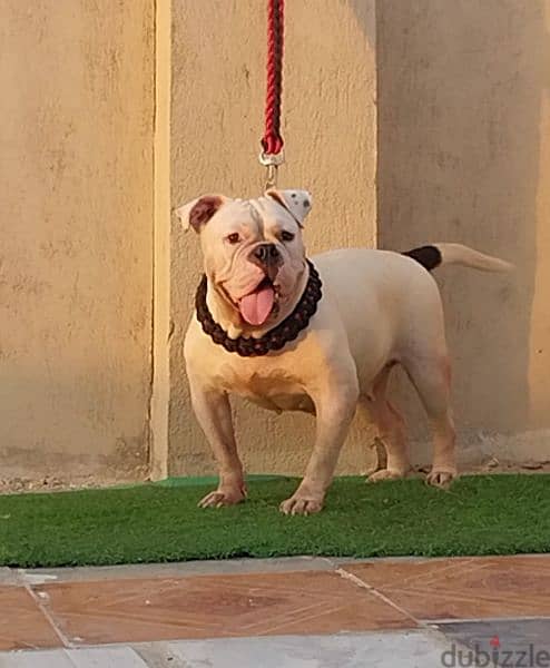 نتايه بولي مستوي قوي American bully 2