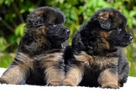 puppies German shepherd male and female جراوى جيرمن شيبرد دكر انثى