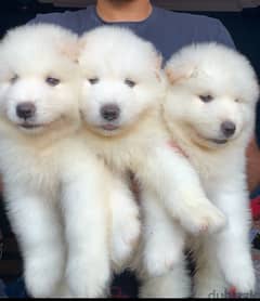 samoyed