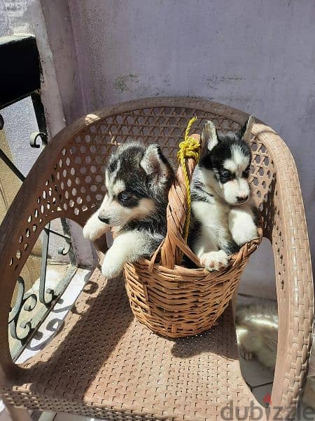 جراوي هاسكي بيور husky 3