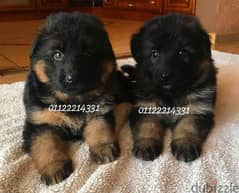 puppies German shepherd male and female جراوى جيرمن شيبرد دكر انثى 0