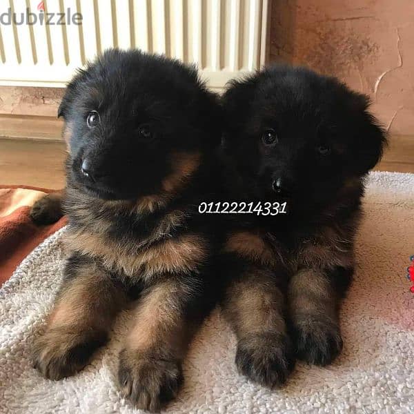 puppies German shepherd male and female جراوى جيرمن شيبرد دكر انثى 1