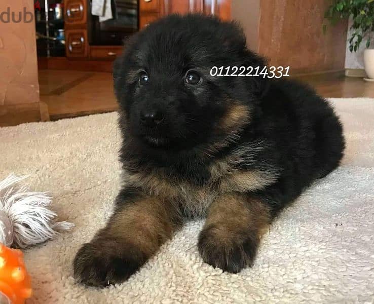 puppies German shepherd male and female جراوى جيرمن شيبرد دكر انثى 2