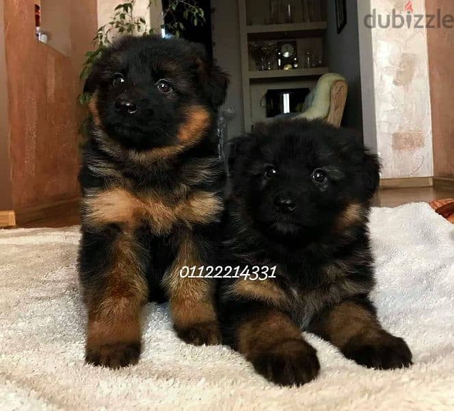 puppies German shepherd male and female جراوى جيرمن شيبرد دكر انثى 3