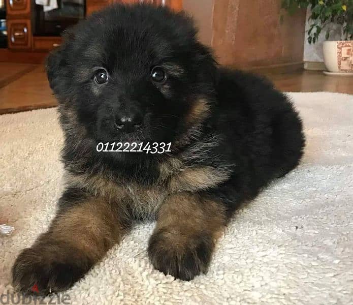 puppies German shepherd male and female جراوى جيرمن شيبرد دكر انثى 4