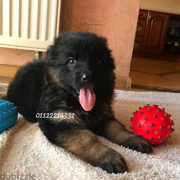 puppies German shepherd male and female جراوى جيرمن شيبرد دكر انثى 5