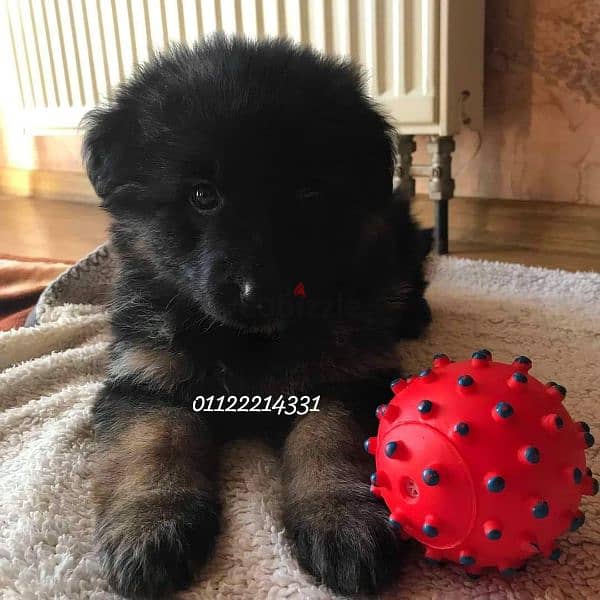 puppies German shepherd male and female جراوى جيرمن شيبرد دكر انثى 6