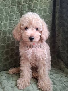 Poodle Dog For Sale from Europe