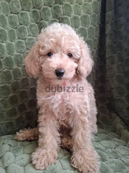 Poodle Dog For Sale from Europe 0