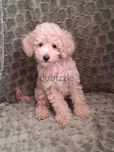 Poodle Dog For Sale from Europe 1