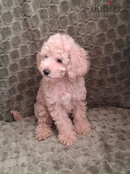 Poodle Dog For Sale from Europe 2